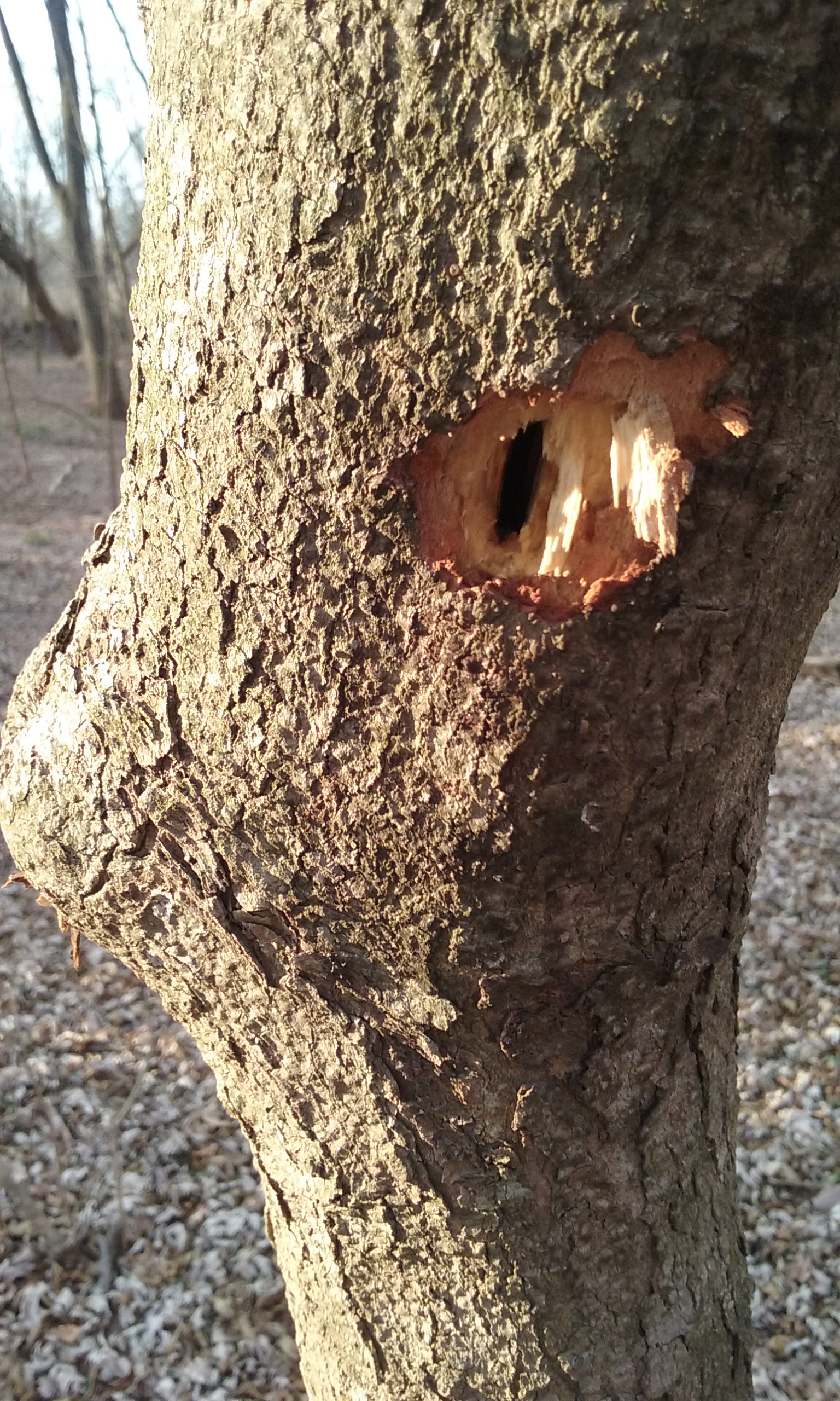 Faces in the Wood – TRASH ON THE MONOCACY
